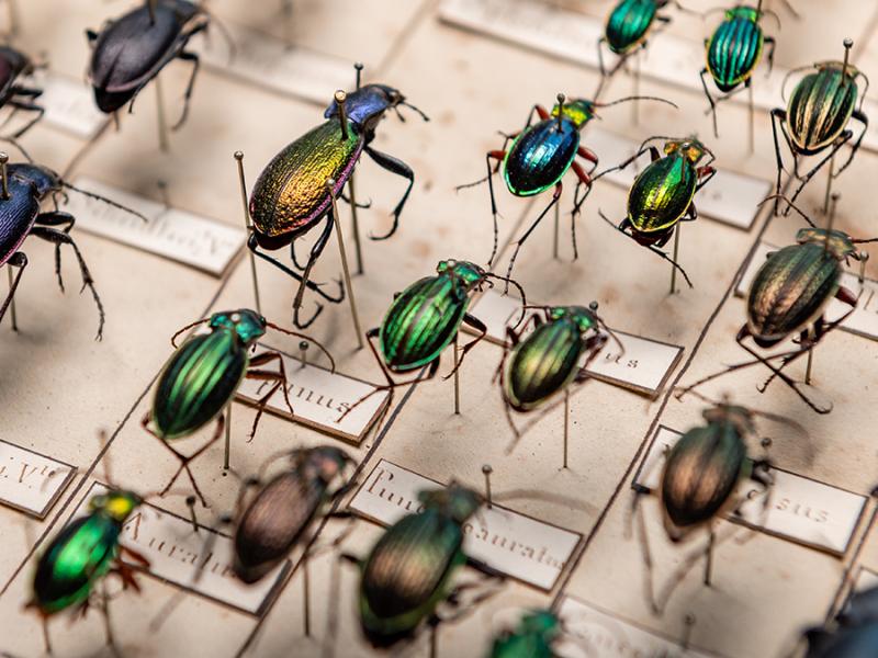 Tanyptera Project Beetle Families National Museums Liverpool